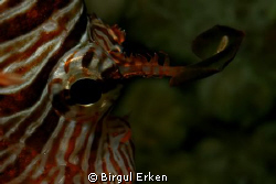Lion fish eye by Birgul Erken 